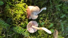 Entoloma