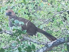 Ortalis araucuan