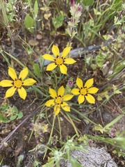 Sisyrinchium graminifolium