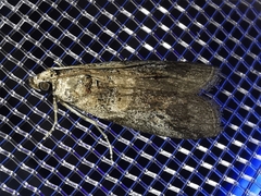 Acrobasis