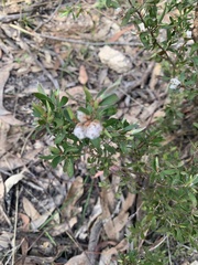 Spyridium scortechinii