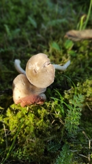 Entoloma
