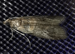 Acrobasis