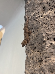 Tarentola angustimentalis