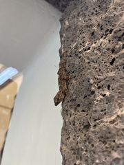 Tarentola angustimentalis