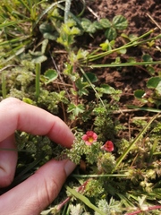 Jamesbrittenia aurantiaca