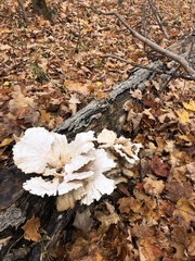 Laetiporus cincinnatus