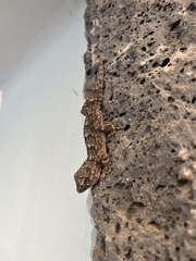 Tarentola angustimentalis