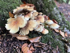 Hypholoma