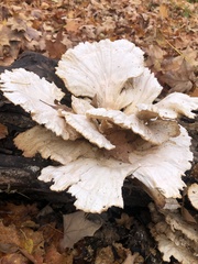 Laetiporus cincinnatus