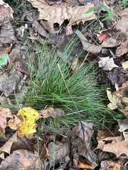 Agrostis perennans
