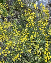 Bupleurum falcatum