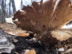 Laetiporus cincinnatus