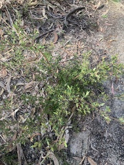 Spyridium scortechinii