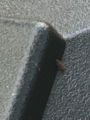 Entomobrya atrocincta