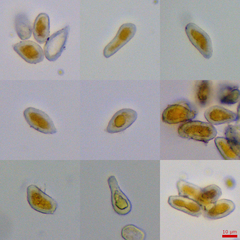 Melampsoridium carpini