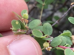 Euphorbia magdalenae