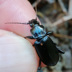 Pterostichus niger