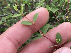 Euphorbia magdalenae