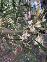 Hakea florulenta