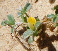 Leobordea esterhuyseana