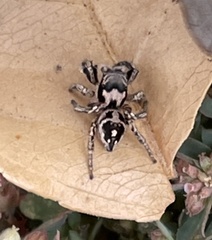 Habronattus coecatus