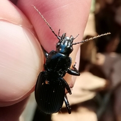 Pterostichus niger