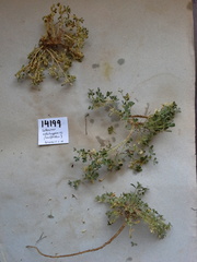 Leobordea esterhuyseana