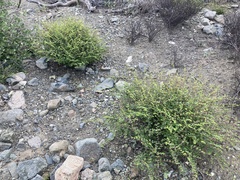 Euphorbia magdalenae