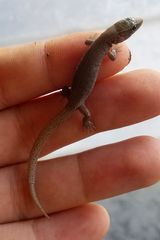 Xantusia vigilis