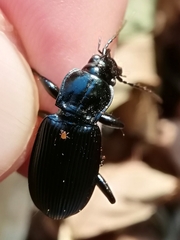 Pterostichus niger