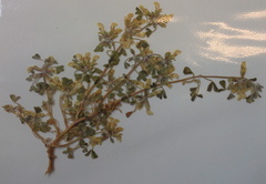 Leobordea esterhuyseana