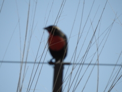 Leistes superciliaris