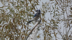 Cyanocitta cristata image