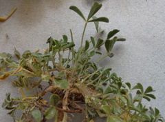 Leobordea esterhuyseana