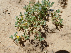 Leobordea esterhuyseana