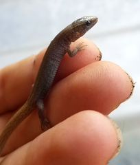 Xantusia vigilis
