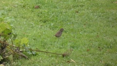 Melospiza melodia image