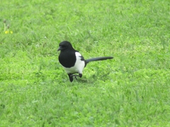 Pica pica