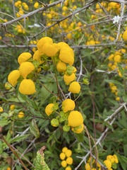 Calceolaria ascendens