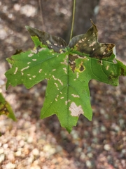 Acer floridanum