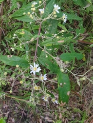 Olearia phlogopappa