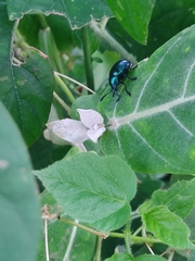 Platycorynus peregrinus