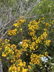 Calceolaria ascendens