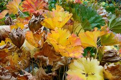 Darmera peltata