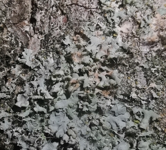 Erythricium aurantiacum
