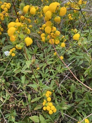 Calceolaria ascendens