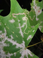 Stigmella aceris