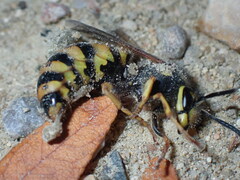 Vespula