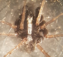 Pardosa saltans